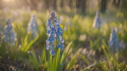 Sticker - spring flowers in the park Scilla blossom on beautiful morning with sunlight in the forest.mp4, spring flowers in the park Scilla blossom on beautiful morning with sunlight in the forest