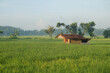 peasant hut in the middle of a green expanse of rice fields. Indonesia 