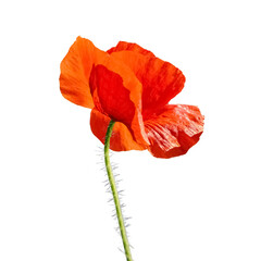 Wall Mural - Red Poppy Flower