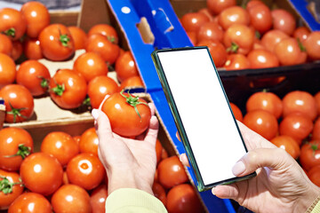 Wall Mural - Tomato vegetable in hand and smartphone isolated white