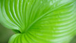 Abstract nature green leaf with blurred background on greenery in garden with copy space using as background wallpaper page concept.