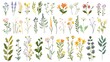 Collection of floral and botanical elements. Set of leaf, foliage wildflowers, plants, bloom, leaves and herb. Hand drawn of blossom spring season vectors for decor, wedding card. Generative Ai