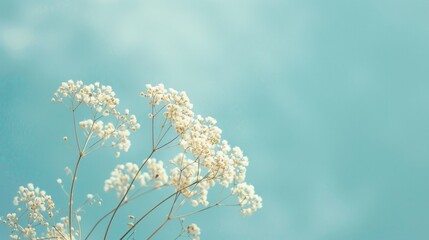 Poster - A white flower under a blue sky