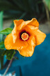Cuban hibiscus flower with intense yellow tones, close-up shot