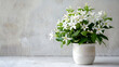 Spring Flowers, Jasmine Flower, bucket with small white spring flowers, White delicate spring flowers on white board, Blooming white campanula on a gray background. Potted plants