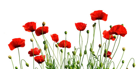 Multiple blooming red poppies 