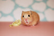 Golden hamster with a cute, surprised expression