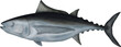 Albacore Tuna Illustration