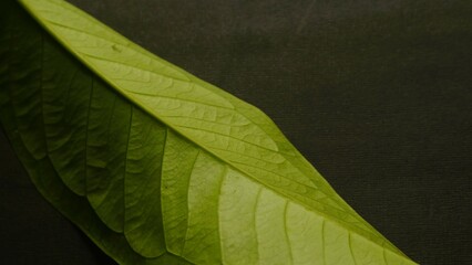 Close up green leaf isolated black, natural green and black textured background