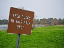 Feed Ducks Sign With Green Grass And Geese Behind 