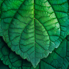 Wall Mural - A leafy green leaf with a vein running through it
