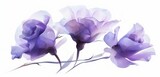 Abstract background, water color painting of Beauty eustoma on a white background,