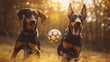 Two doberman dogs playing ball : Pet. AI Generative.