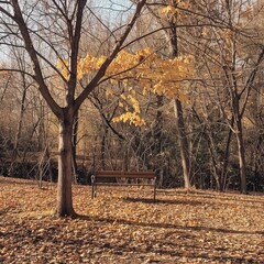 Poster - A bench is sitting in a park with trees in the background