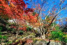 岩の割れ間から生え出る、貴重で目出度い「石割楓」。
The Precious And Remarkable "Ishiwari Maple" Grows Out From Between The Cracks Of Rocks.

日本国神奈川県鎌倉市にて。
2021年12月19日撮影。

北鎌倉の明月院。
花のお寺として著名。
秋の紅葉、春の紫陽花は特に美しい。

In Kamakura Cit