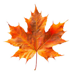 maple leaf on isolated transparent background