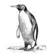Penguin sketch hand drawn in engraving style