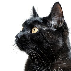 Black cat on isolated transparent background