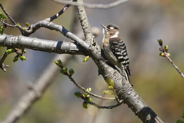 Wall Mural - japanese pigmy woodpecker on a tree