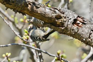 Wall Mural - japanese pigmy woodpecker on a tree