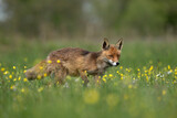 Fototapeta  - Rudy lis przemykający po łące
