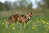 Fototapeta  - Rudy lis stojący na wiosennej łące