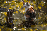 Fototapeta  - Kolorowy kot siedzący w ogrodzie
