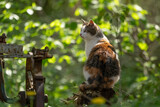 Fototapeta  - Kolorowy kot siedzący wśród zieleni