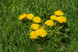 Taraxacum officinale. Plant with yellow flowers of Dandelion or Bitter Chicory among the grass.