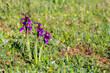 Orchis died. Green-winged orchid plant with purple flowers.