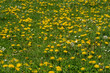Taraxacum officinale. Plants with yellow flowers of Dandelion or Bitter Chicory among the grass.