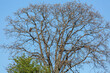 Landscape with Oak and Black Kite perched on its branches with buds in spring. Milvus migrans.