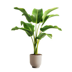 isolated banana plant