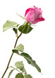 One rose flower on a white background. Close-up