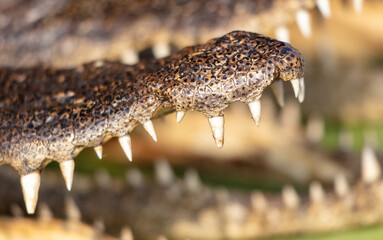 Wall Mural - Teeth on crocodile jaws as a background