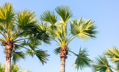 Wall Mural - Palm leaves on nature in the park. Tropics