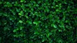 Closeup of green hedge leaves in garden. Natural background. Eco evergreen wall texture.