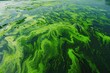 © Asad - A serene lake coated with a thick layer of algae blooms, illustrating the ecological consequences of nutrient pollution from agricultural runoff.