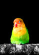 Portrait of a Fischer's lovebird against a black background. Agapornis fischeri. Small colorful parrot.
.
