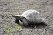 Portrait of a turtle on a barren ground.
