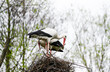 Portrait of a stork building its nest.
