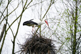 Fototapeta Zachód słońca - Portrait of a stork building its nest.
