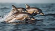   A group of dolphins swimming atop the water's surface, with foreground splashes