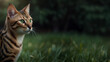 portrait of a bengal cat with green eyes in the grass, banner, background
