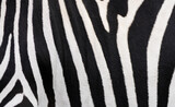 Fototapeta Zachód słońca - Zebra fur close-up. Black and white striped animal background.
