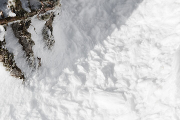 Wall Mural - tree trunk abstract surrounded by rough fresh white snow
