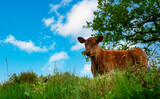 Fototapeta Konie - young brown calf in the meadow
