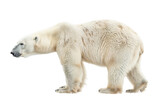 Fototapeta Zwierzęta - Polar Bear Majesty on Transparent Background