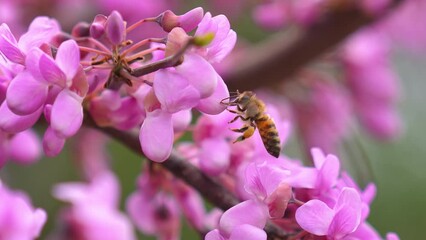 Wall Mural - Bee collects pollen from violet wisteria flowers in orchard. Blooming tree. Slow motion 4k video nature scene.