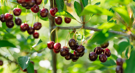 Wall Mural - Ripening cherry fruits hanging on a cherry tree branch. Harvesting berries in cherry orchard on summer day.